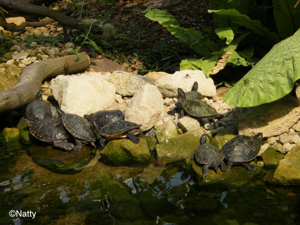12 - Die Wasserschildkroeten leben auch im Paradies.jpg